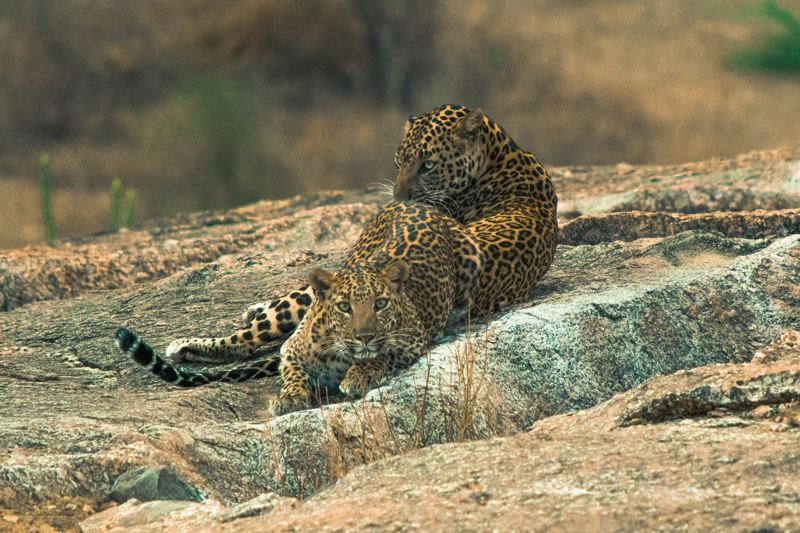 A leopard resting on a granite rock at Jawai