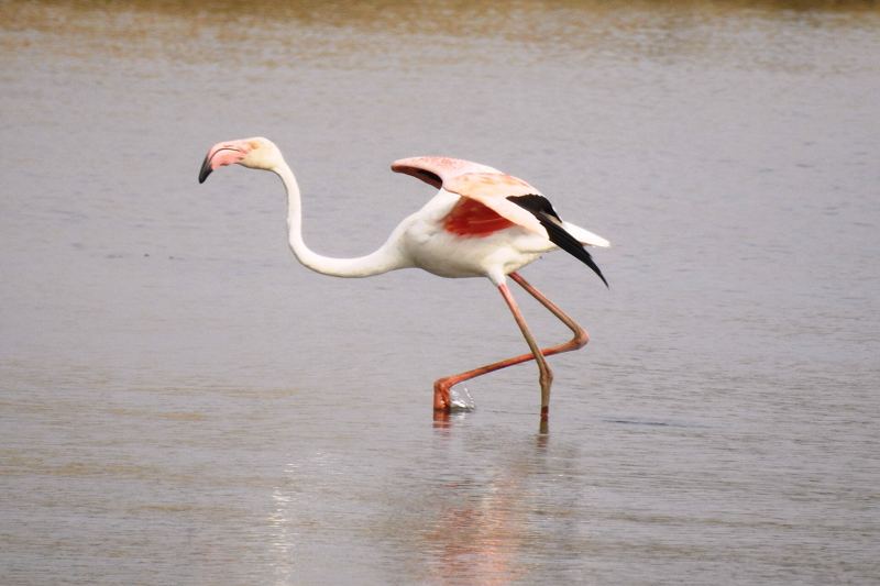 A flamingo wading in Jawai dam